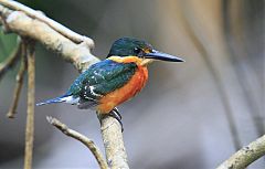 American Pygmy Kingfisher